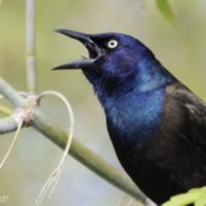 Picture of GSO - Anthropology Graduate Student Caucus - Fundraising
